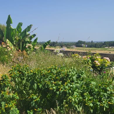 Ballade dans les vignes